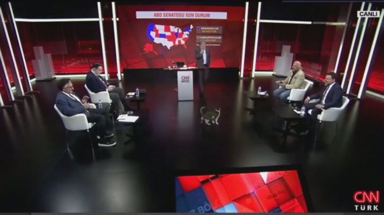 "CNN Türk"ün canlı yayımına "qonaq gələn" pişik - "Donbas" diqqəti özünə çəkdi - VİDEO