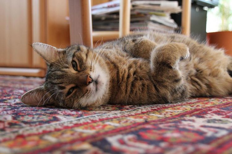 Pişik evdə qaz sızması "tapdı" və sahibəsini ölümdən xilas etdi Pişik evdə qaz sızması "tapdı" və sahibəsini ölümdən xilas etdi