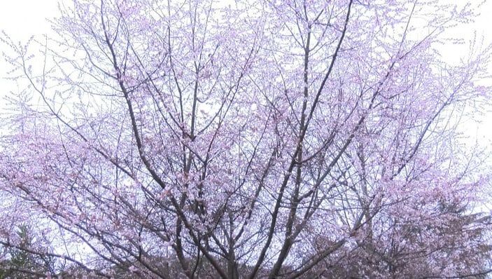 İstanbulda bitkilər baharın gəldiyini zənn edərək çiçək açdı - FOTO