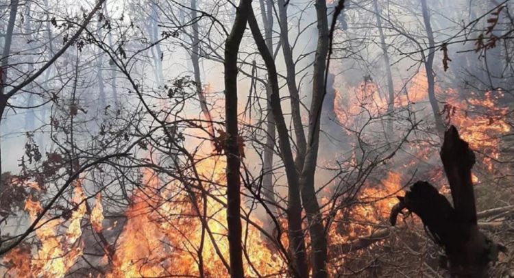 Manisada güclü meşə yanğını baş verdi; 5 hektar ərazi yandı