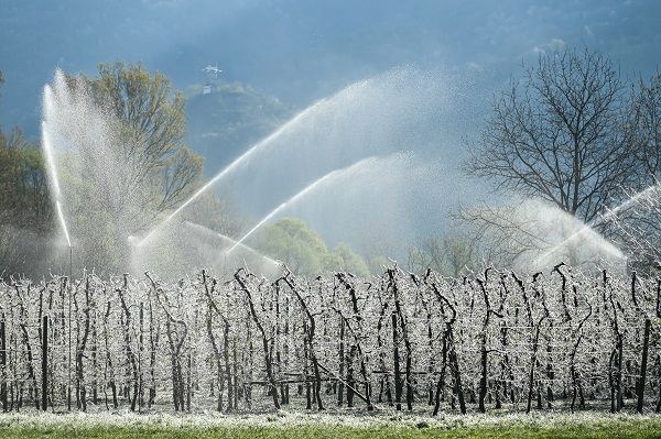 Qütb soyuqları İtaliyanı vurub: Meyvə ağacları bu üsulla qorunur - FOTO