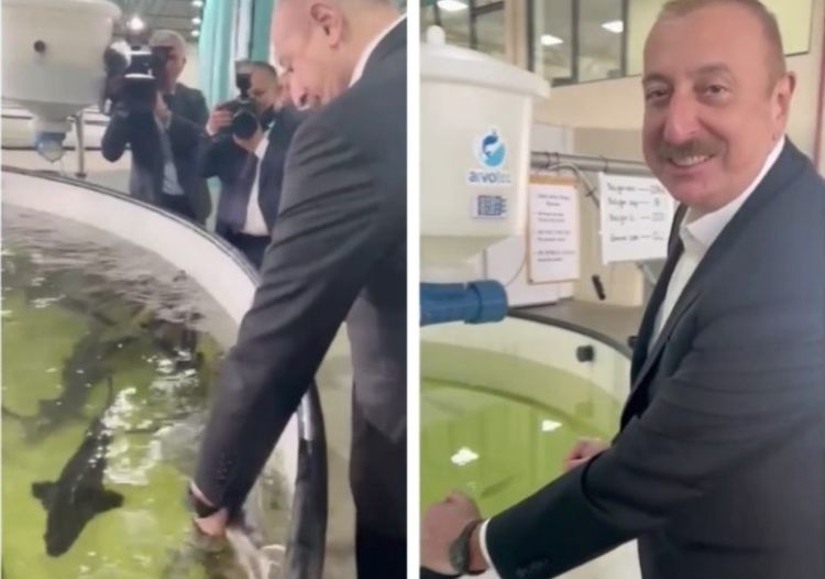 Prezident balığı sığalladı, Mehriban Əliyeva paylaşdı -  VİDEO