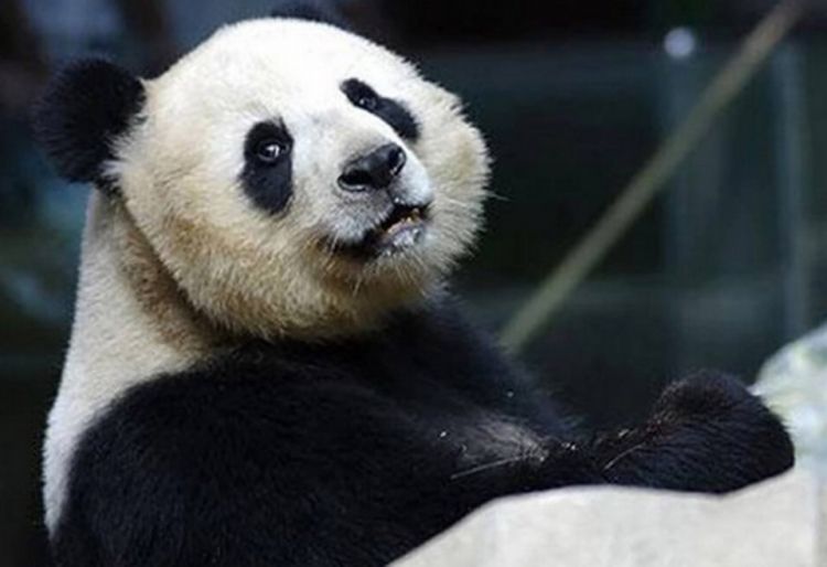 Taylandda nəhəng panda 21 yaşında öldü - FOTO