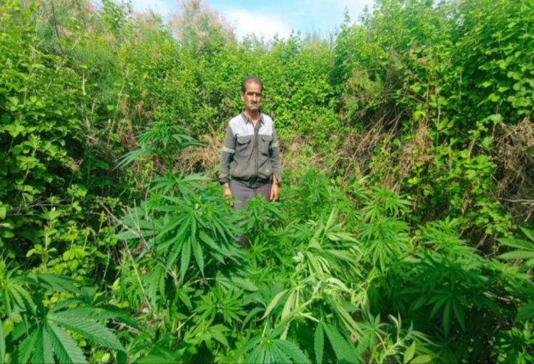 Kür çayının sahilində narkotik əkmişdi, "iş başında" tutuldu - FOTO Kür çayının sahilində narkotik əkmişdi, "iş başında" tutuldu - FOTO