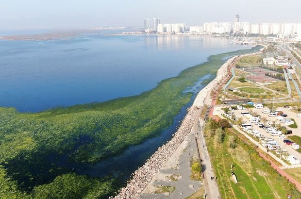 İzmir sahillərini dəniz yosunu basıb