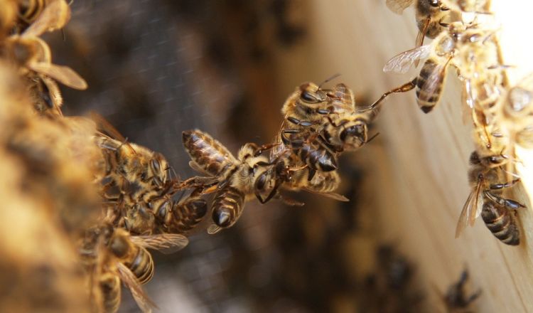 Cəlilabad sakini arıların hücumu nəticəsində öldü 