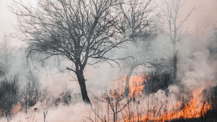 Qazaxıstanda meşə yanğınları davam edir, ölənlərin sayı 14-ə çatıb