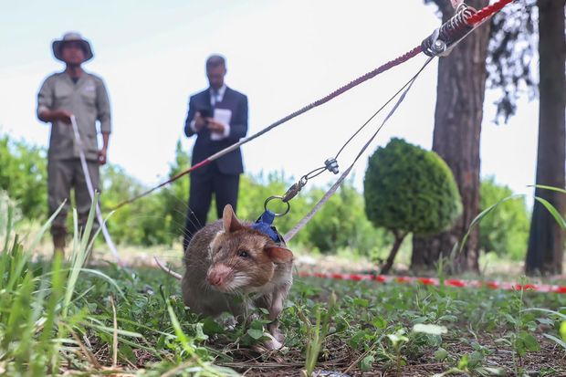 Minaaxtaran siçovullar Azərbaycana gətirilib - FOTO