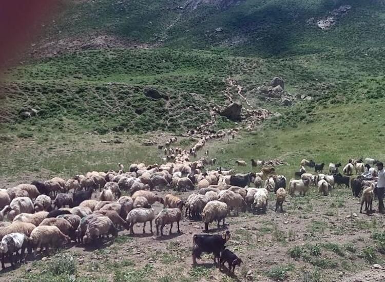 Çoban tapa bilmədilər, aylığı 20 minə İrandan gətirdilər - FOTO