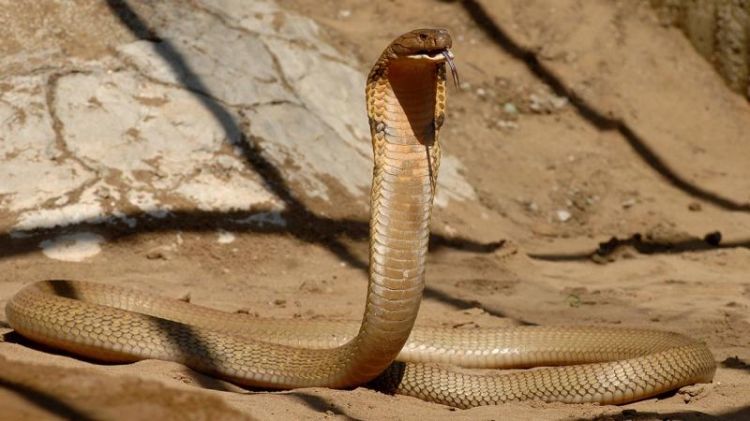 İş adamını öldürmək üçün kobradan istifadə etdilər - Dəhşətli qətlin  TƏFƏRRÜATI