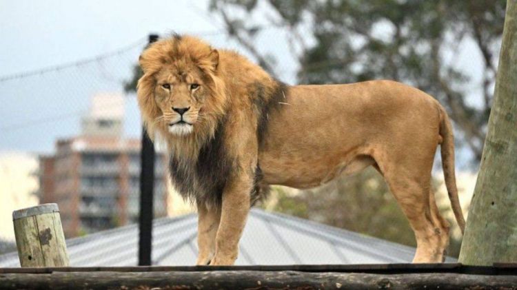 Berlində: "Küçəyə çıxmayın, aslan var" xəbərdarlığı