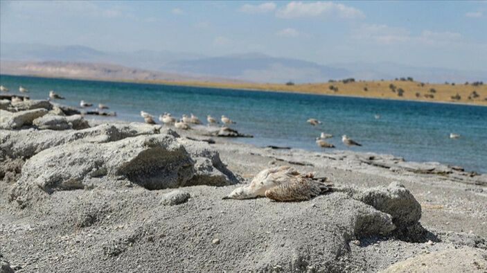 Türkiyədə güclü istilər qağayıların ölümünə səbəb olub - FOTO