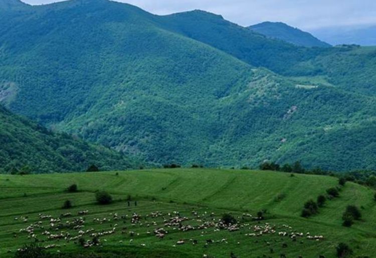 Qaradağda ekoloji fəlakətin qarşısı bilərəkdən alınmır