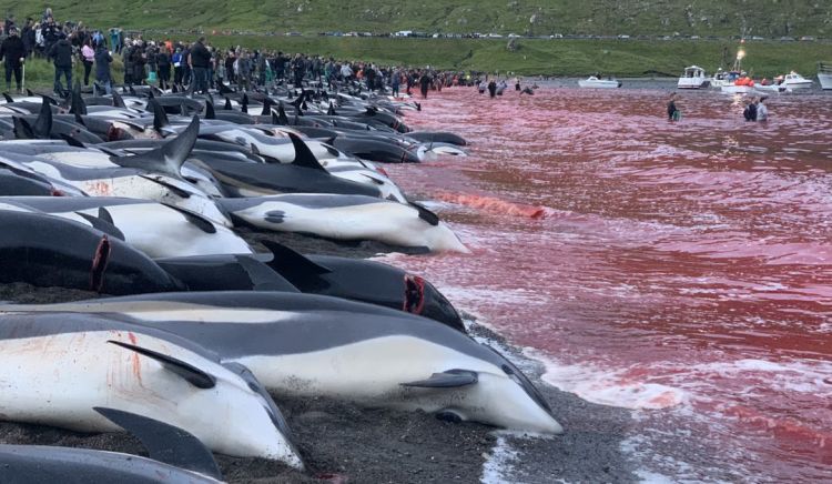 Yaponiyada delfin ovu mövsümü başlayıb: Yüzlərlə canlı öldürüləcək