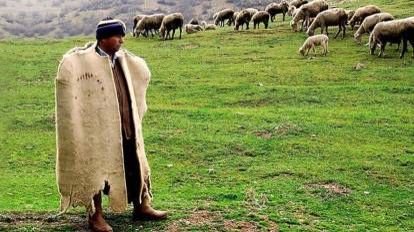 Türkiyənin bu bölgəsində 40 min lirə maaşa çoban tapılmır - Tutarlı  SƏBƏB