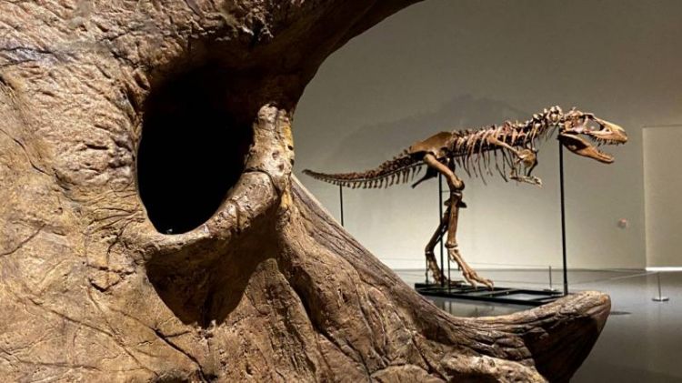 Fransada 150 milyon illik dinozavr skeleti açıq hərraca çıxarılacaq