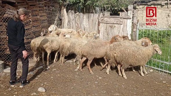 Özünüməşğulluq proqramı ilə aldığı qoyunlar xəstə çıxdı -  FOTO