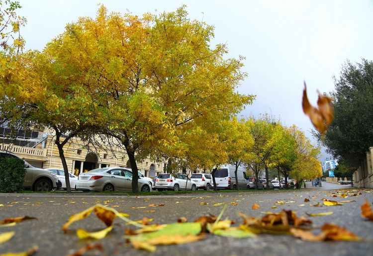 Sabahın hava proqnozu açıqlanıb