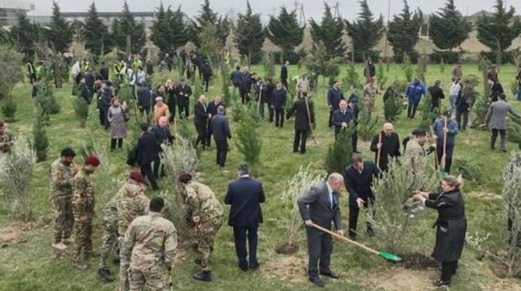 Bakıda adambaşına 8 m2 yaşıllıq olacaq