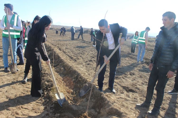 Naxçıvanda orqanik bağ salınıb - FOTO/VİDEO