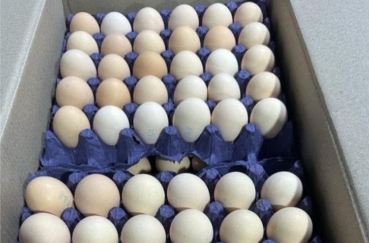 Azərbaycandan Rusiyaya 36 ton yumurta göndərilib