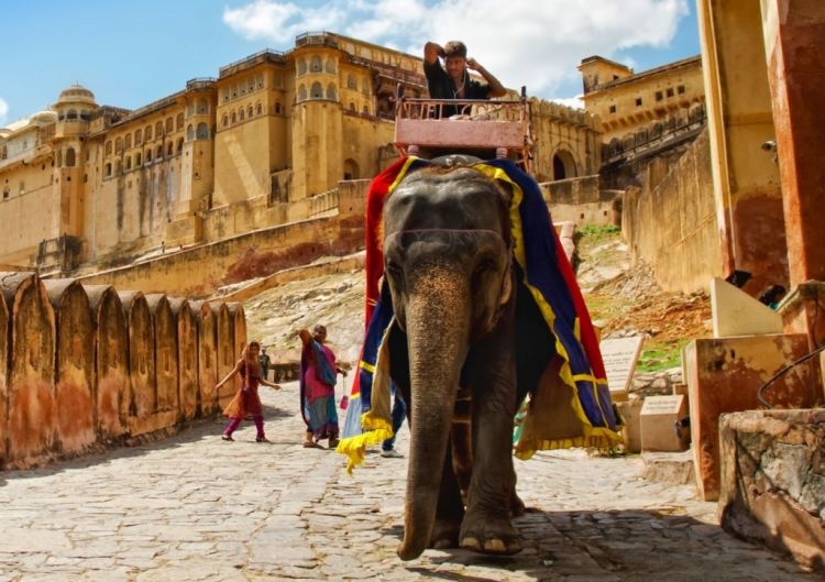 Hindistanda fil rusiyalı qadını xortumu ilə yerə çırpdı - VİDEO