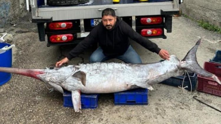 Karataşda 150 kiloluq qılınc balığı tutuldu