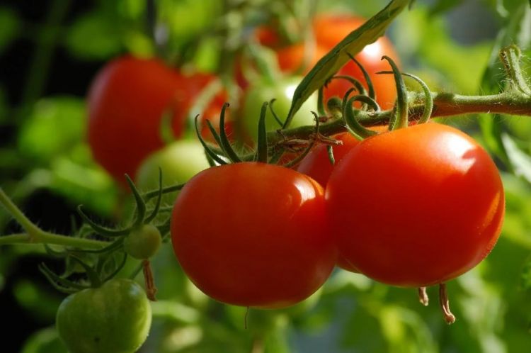 Gündəlik pomidor yemək hipertoniyanın qarşısını alır