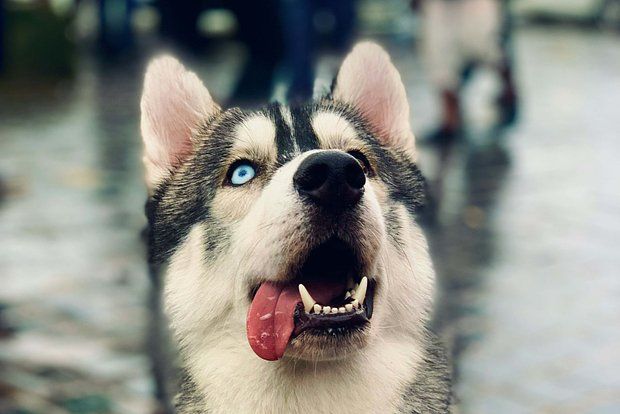 Zookafedən qaçan 100 haski ticarət mərkəzində səs-küyə səbəb oldu Zookafedən qaçan 100 haski ticarət mərkəzində səs-küyə səbəb oldu