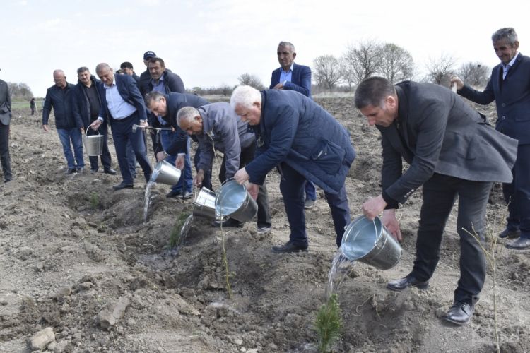 Mina Xəbərdarlığı Günü ilə bağlı Qarabağda ağacəkmə aksiyası keçirilib - FOTO