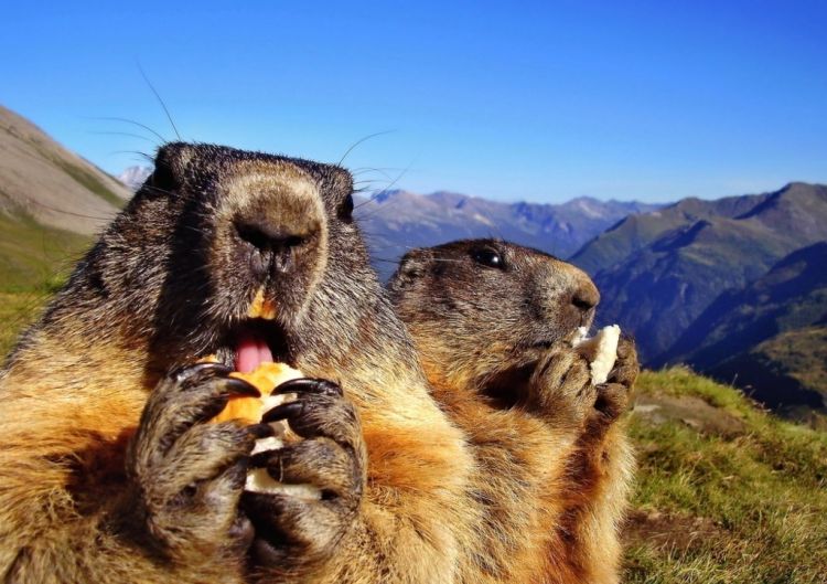 İki marmotun güldürən döyüşü kameraya düşüb - VİDEO