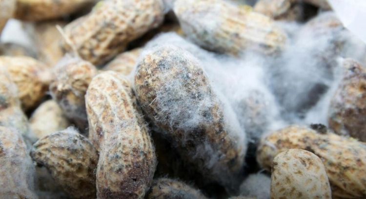 Türkiyədən ixrac edilən bu məhsullarda aflatoksin aşkarlandı: Xərçəng yaradır