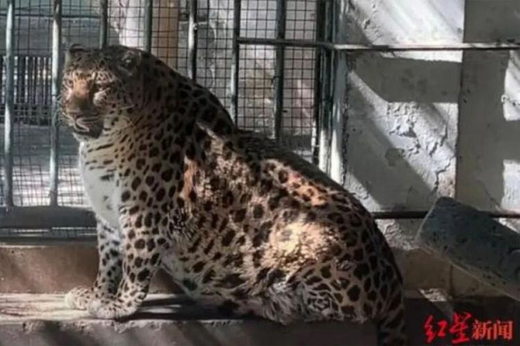 Çin zooparkında kökələn bəbir sosial mediada gündəm oldu