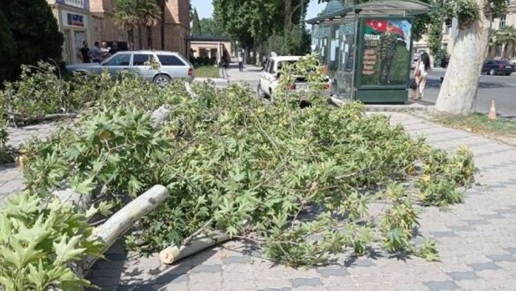 Güclü külək bu iki rayonda fəsadlar törətdi