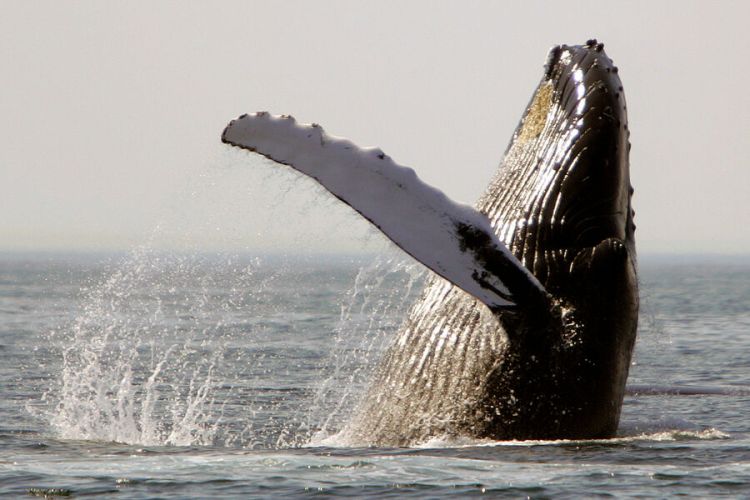 Pandemiya zamanı balinaların xoşbəxt olduqları aşkar edilib