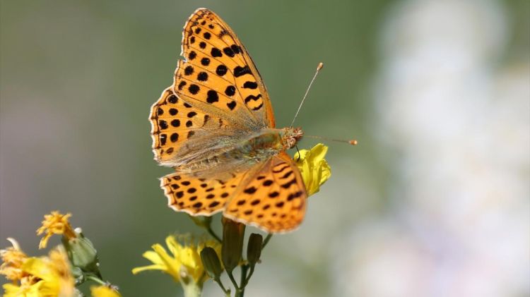 Avqustun ilk gününün hava proqnozu açıqlanıb Avqustun ilk gününün hava proqnozu açıqlanıb
