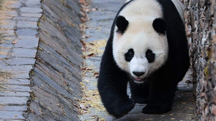 Çin zooparkı itləri  rəngləyərək panda kimi təqdim edib