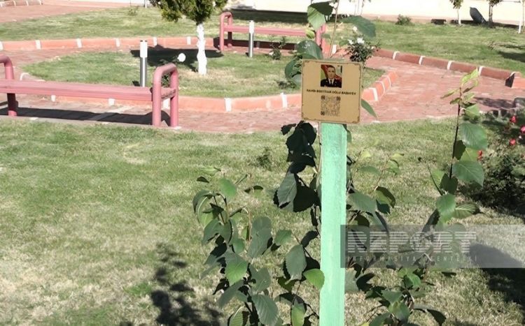 Naxçıvanda “Şəhidlər bağı” salınacaq Naxçıvanda “Şəhidlər bağı” salınacaq
