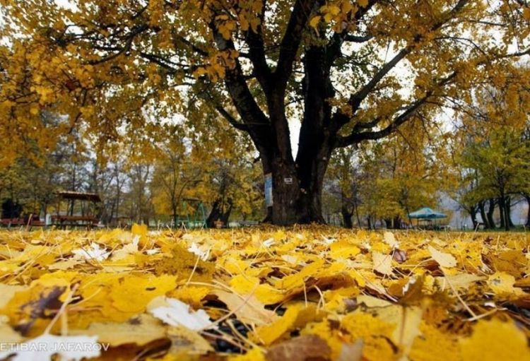 Sabahın  HAVA PROQNOZU