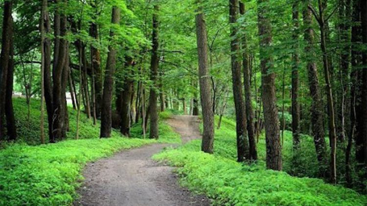  Yaşıllıqlara vurulmuş ziyana görə cəzalar sərtləşdirilir