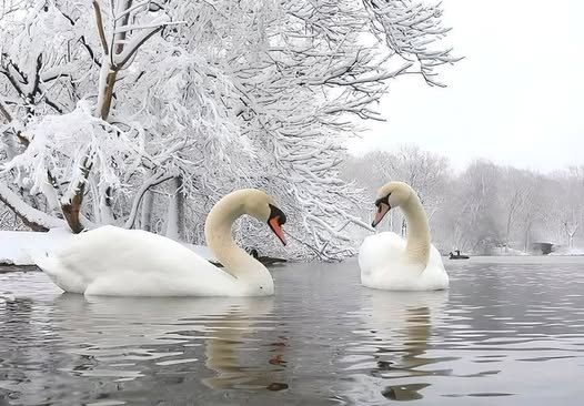 Ən sadiq quş Qu quşu deyilmiş... Ən sadiq quş Qu quşu deyilmiş...