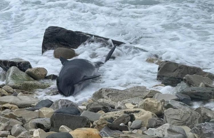 Kerç boğazında mazutun dağılmasından sonra 60-a yaxın ölü delfin tapılıb