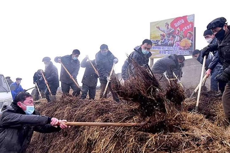 Şimali Koreyada gübrə davası: insanlar bir-birilərinin tualetindən  oğurluq edir