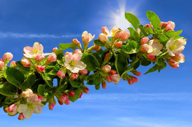 Sabah havanın temperaturu 25 dərəcəyədək artacaq Sabah havanın temperaturu 25 dərəcəyədək artacaq