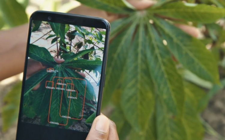 Azərbaycanda bitki xəstəliklərini aşkar edən mobil tətbiq yaradılıb