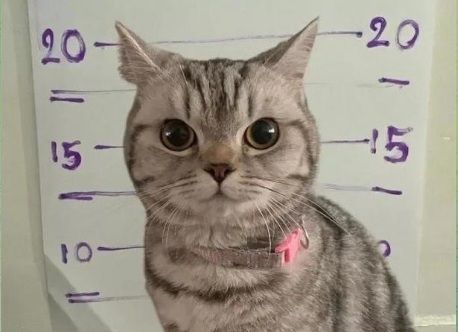 İnternetdə ən yaraşıqlı cinayətkarın FOTOSU yayılıb