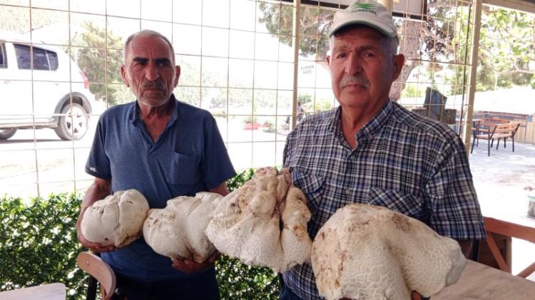 Türkiyədə ümumi çəkisi 20 kiloqram olan  göbələklər tapıldı