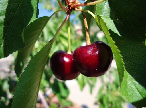 İyunda temperatur iqlim normasına yaxın olacaq -  AYLIQ PROQNOZ