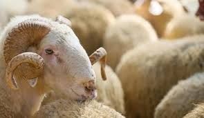 Qurban bayramı günlərində ətin qiymətində artım gözlənilir?
