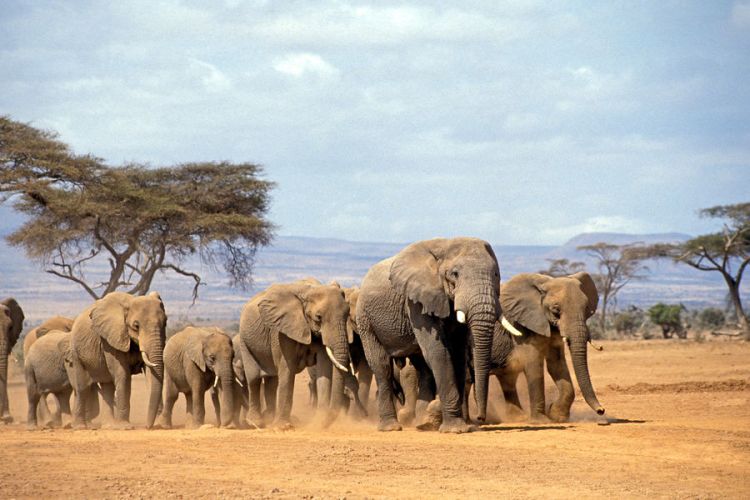 Zimbabvedə onlarla fil məhv ediləcək